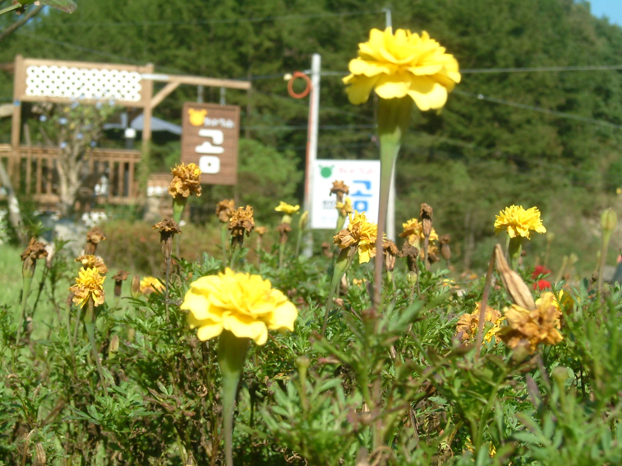 ������� ����